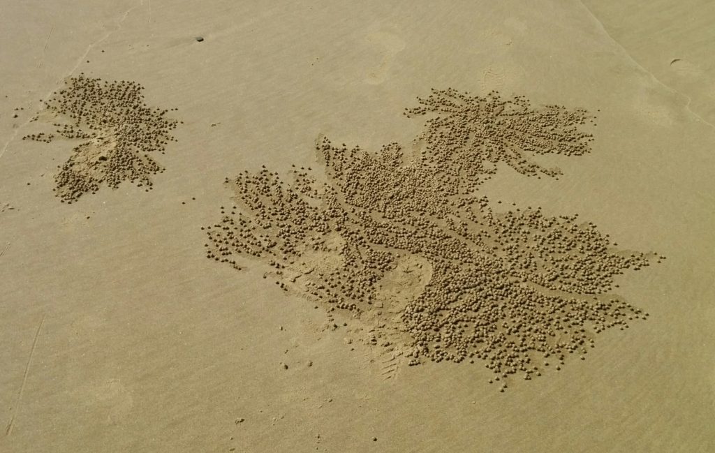 Sand balls made by the Soldier Crab