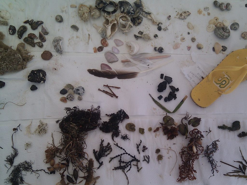 Collection of marine life found while beachcombing