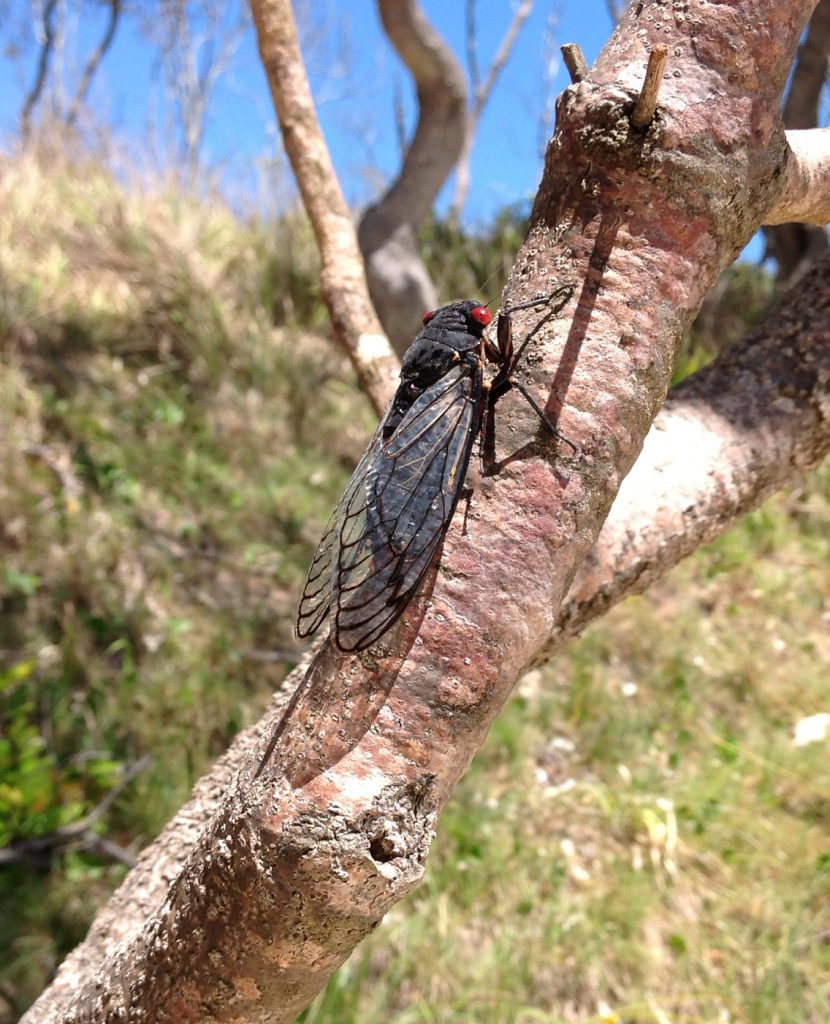 Red Eye Cicada on tree