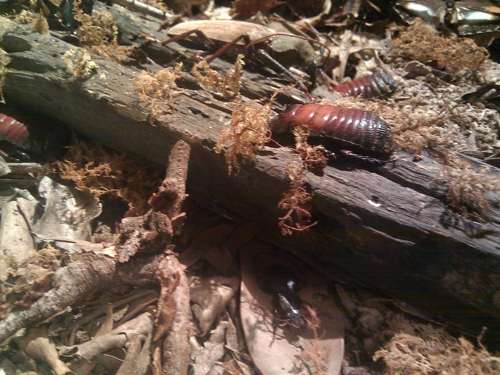 Giant Burrowing Cockroach in a Leaf Litter invertebrates diorama