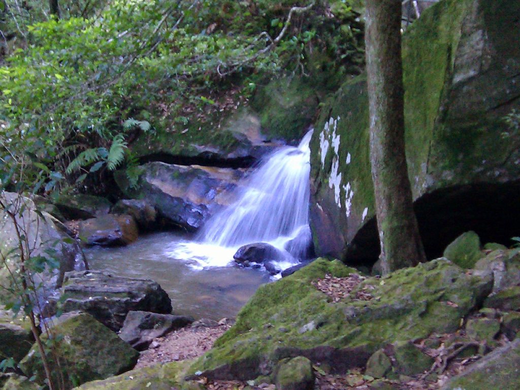 Rainforest Waterfall QLD