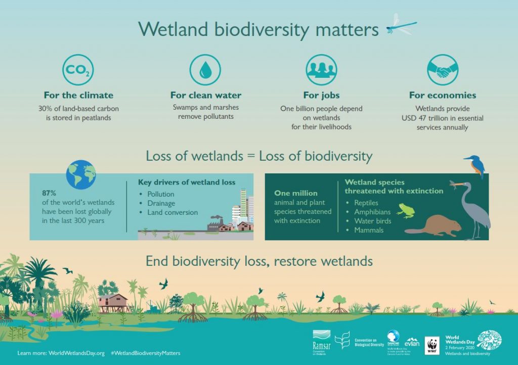 Wetland Biodiversity