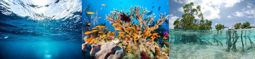 Composite image of the key marine environments; ocean, coral reef and mangroves