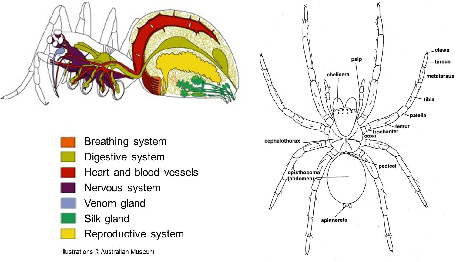 Spiders across Australia Australian Environmental Education