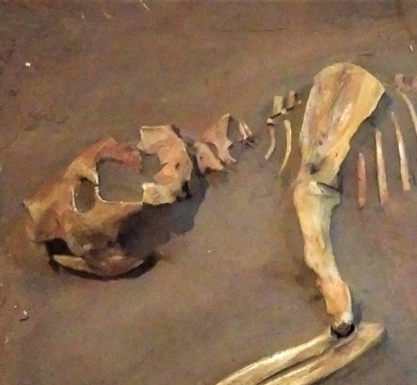 Thylacaleo skeleton from Naracoorte Caves SA