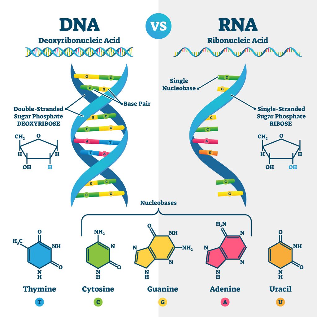 All living things have Deoxyribonucleic Acid (DNA).