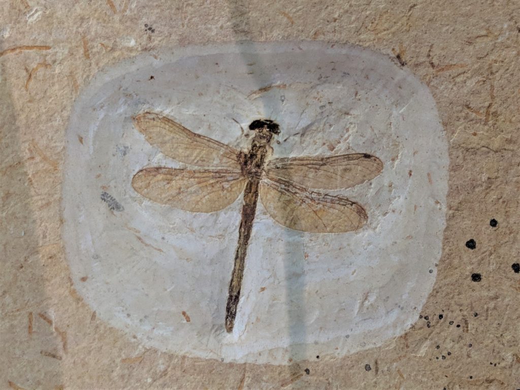 Dragonfly fossil