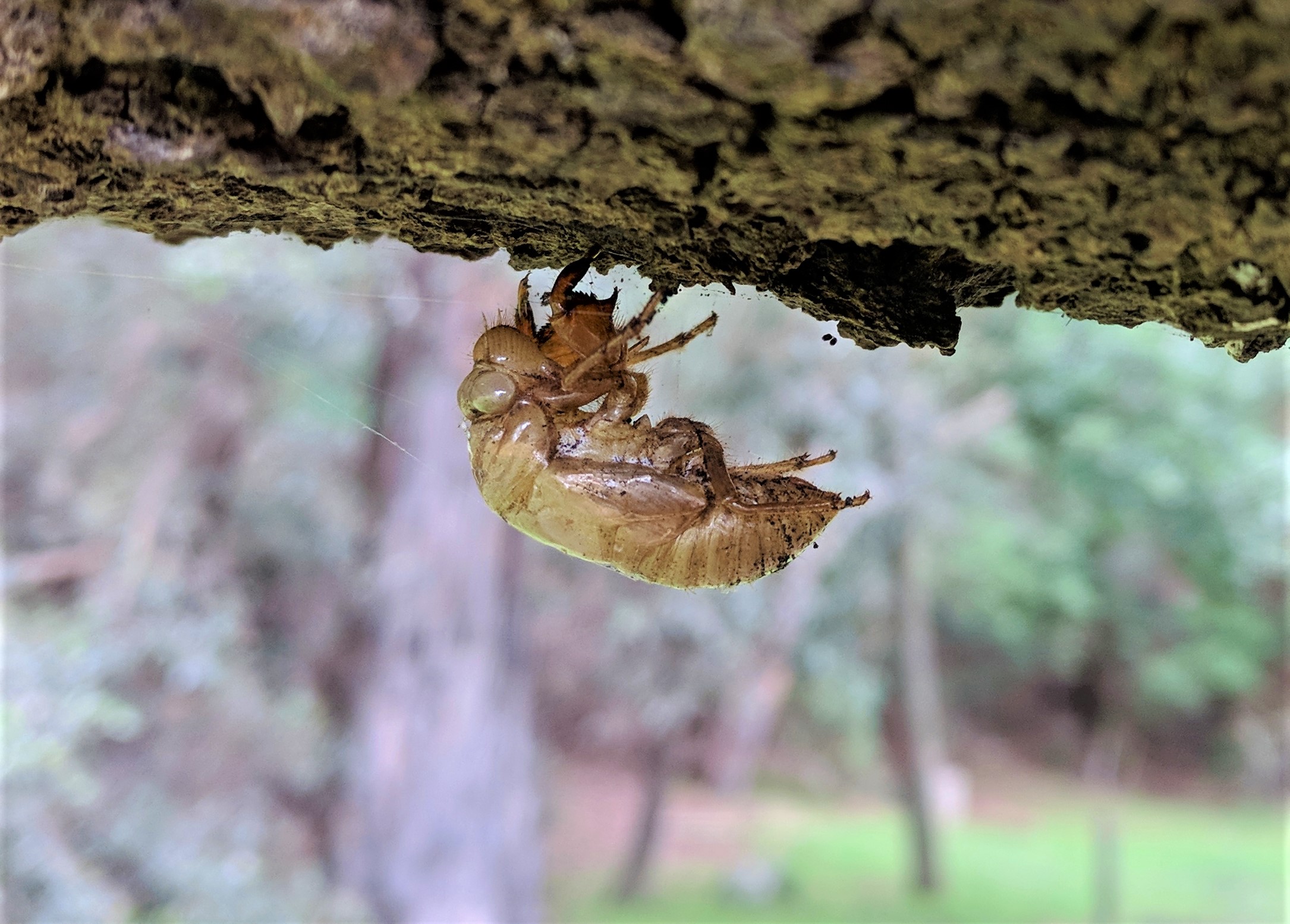 Cicada Exoskeleton under tree branch