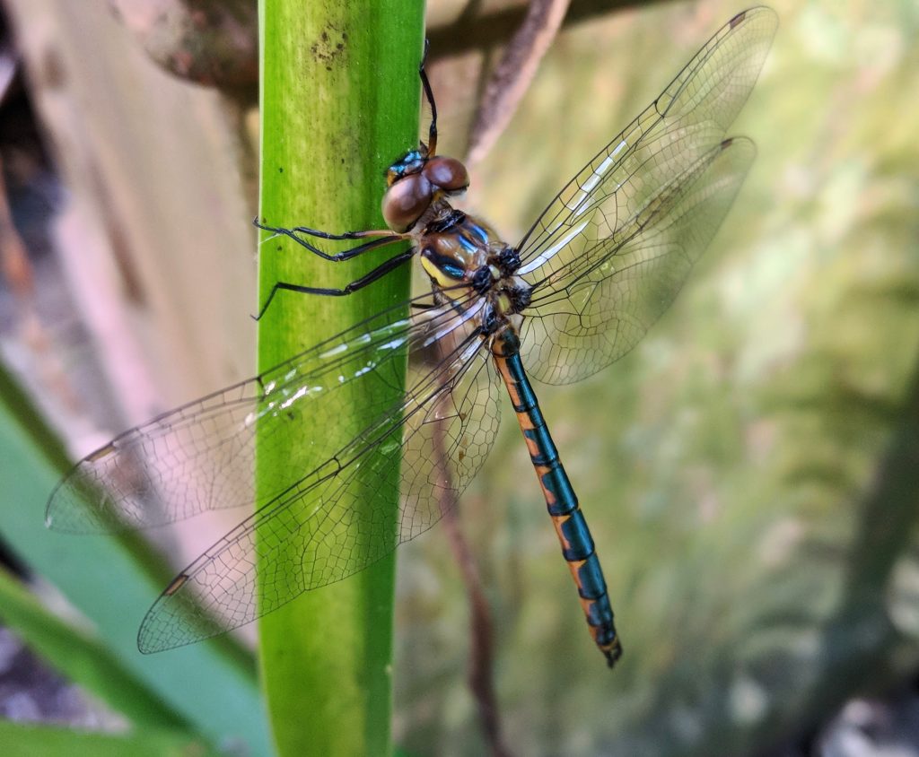 Dragonfly