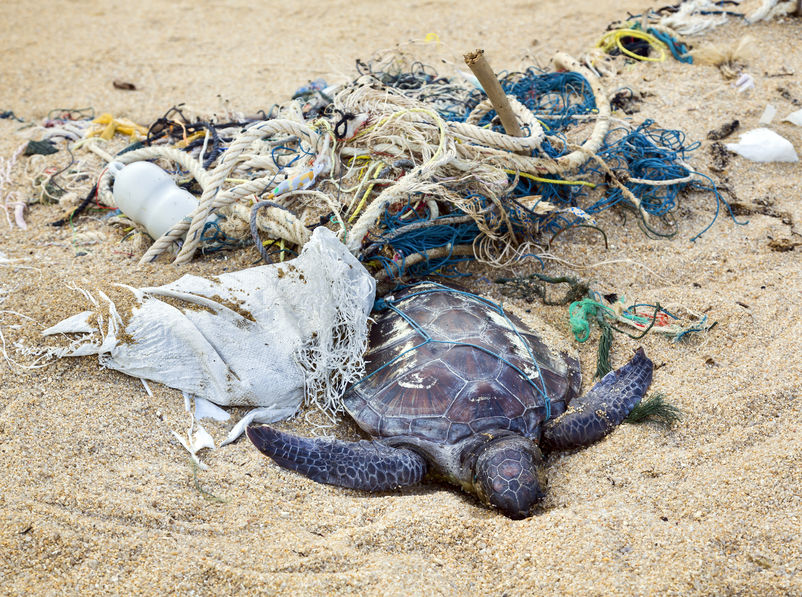 dead turtle entangled in fishing nets on the oceans