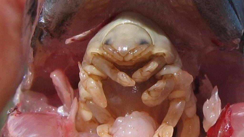 Fish Tongue parasite
