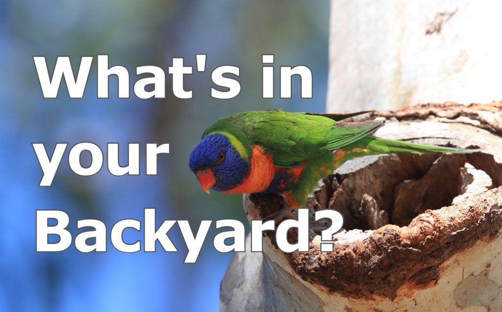 Rainbow lorikeet in tree hollow