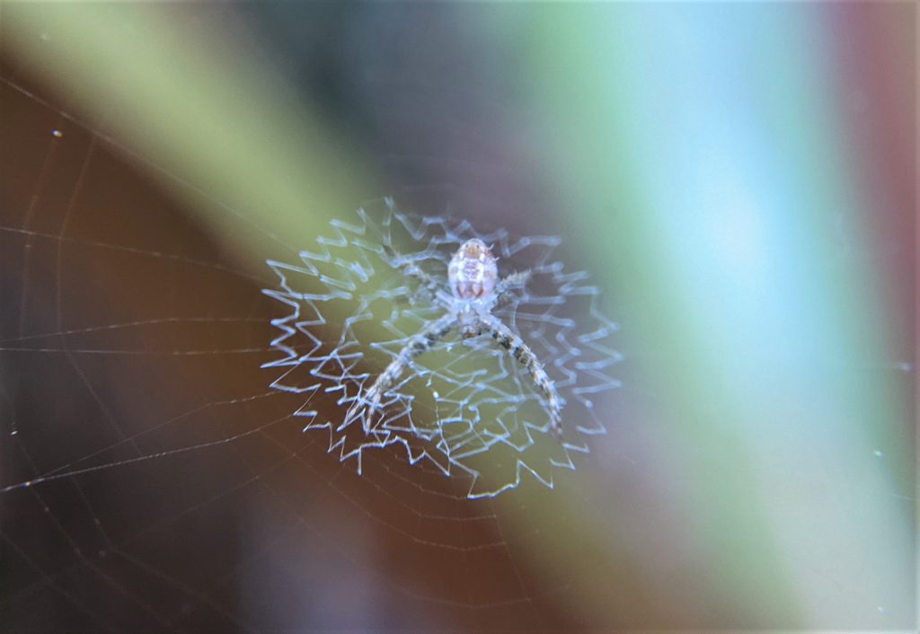 Baby St Andrews Cross Spider with Zig Zag web