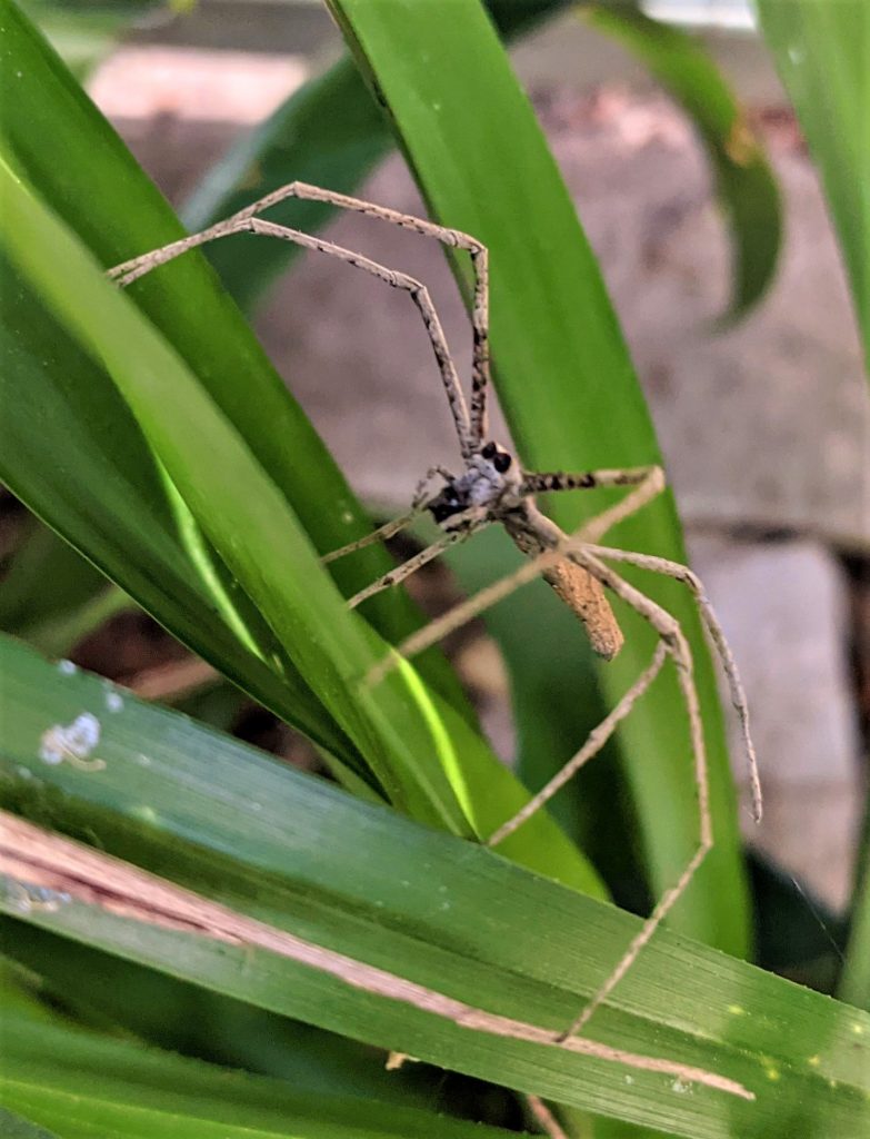 Net casting spider with lunch