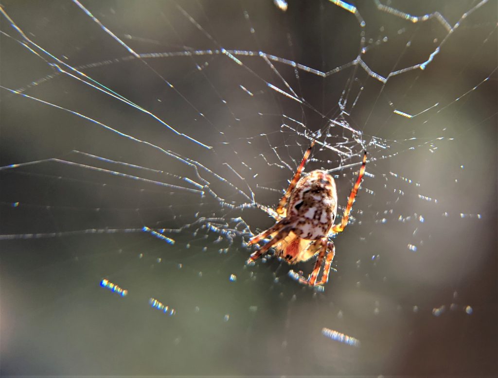 Baby orb weaving spider
