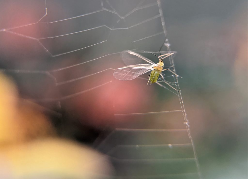 Small flying insect trapped in web