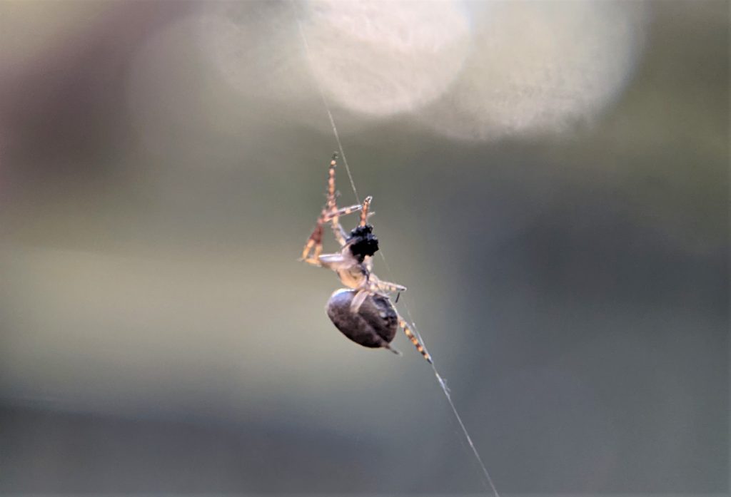 Spider build/ repairing web