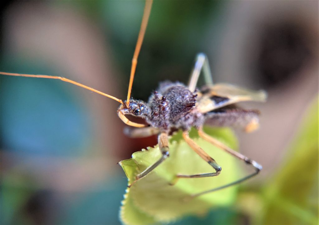Assasian Bug