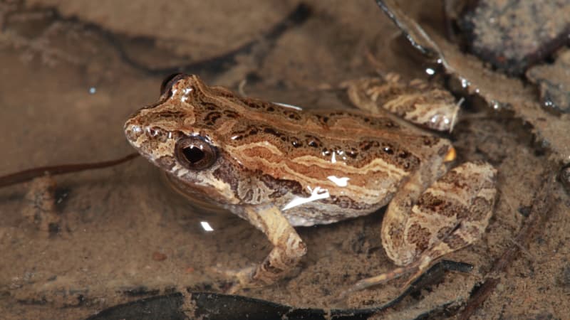 Common Eastern Froglet