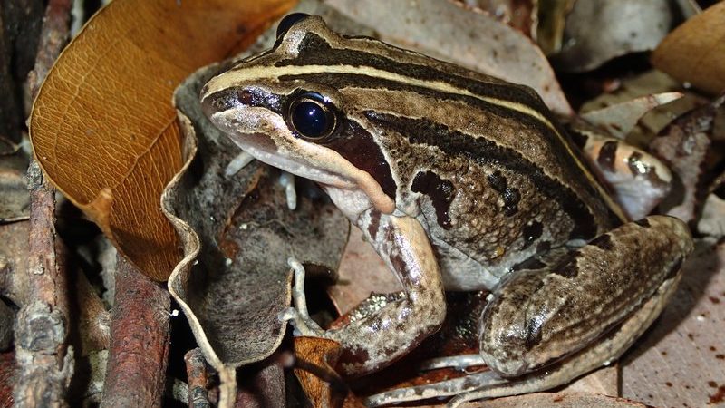 Stripped Marsh Frog