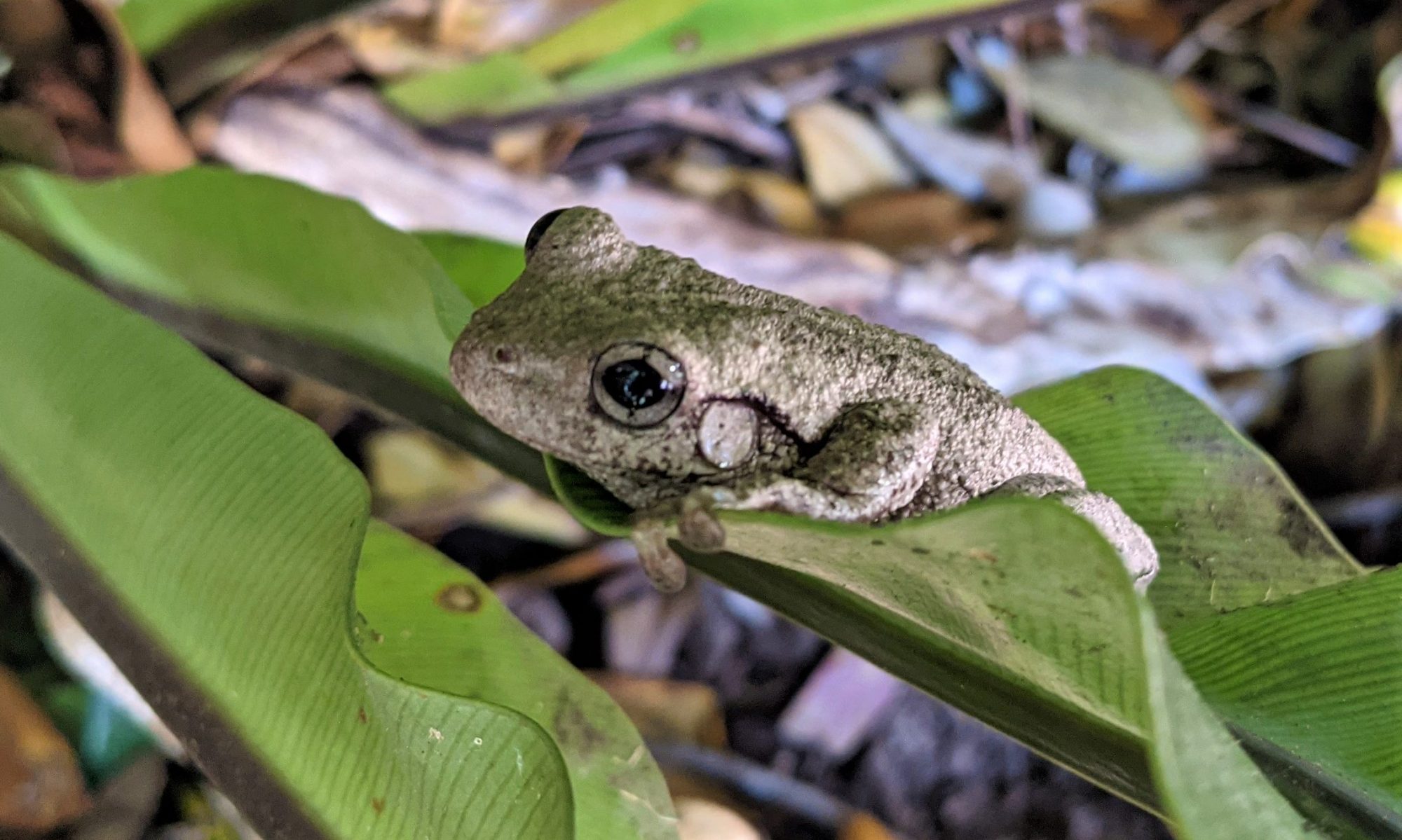 Perons Tree Frog on fern