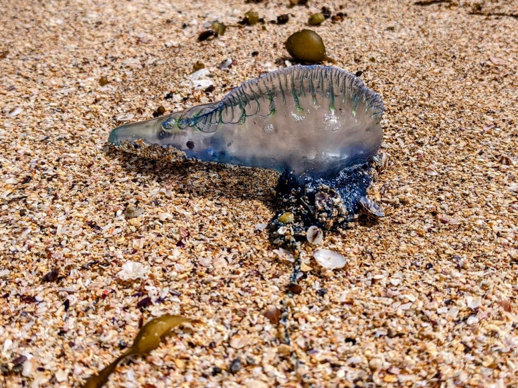 Blue Bottle washed up onshore