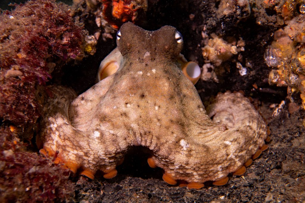 Common Sydney Octopus Whisperer