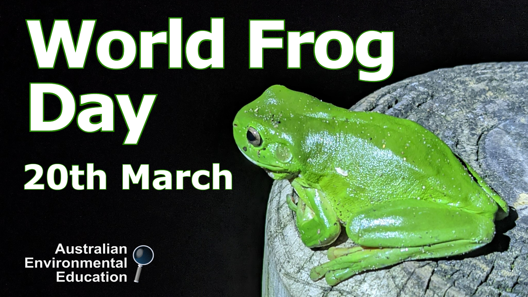 World Frog Day discover the frogs living in your local