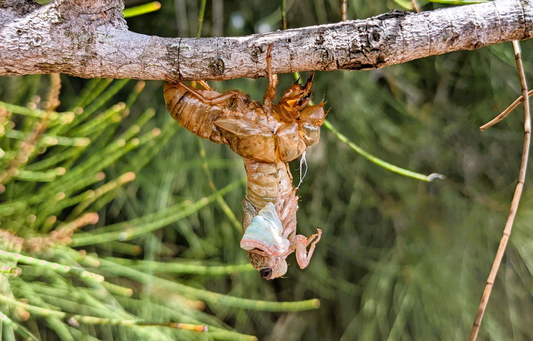 Cicada emerging from exoskeleton