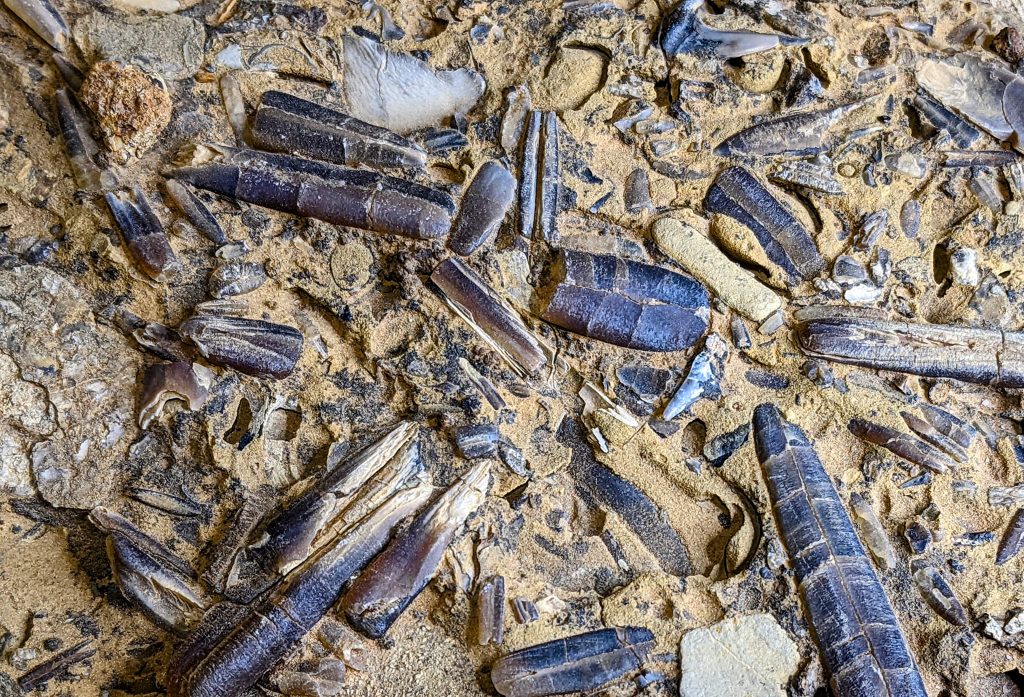 Belemnite fossils