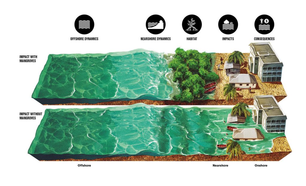 Illustration of how mangroves protect the shoreline
