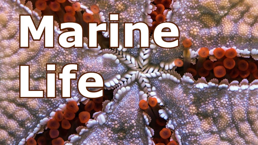 Marine Life title slide