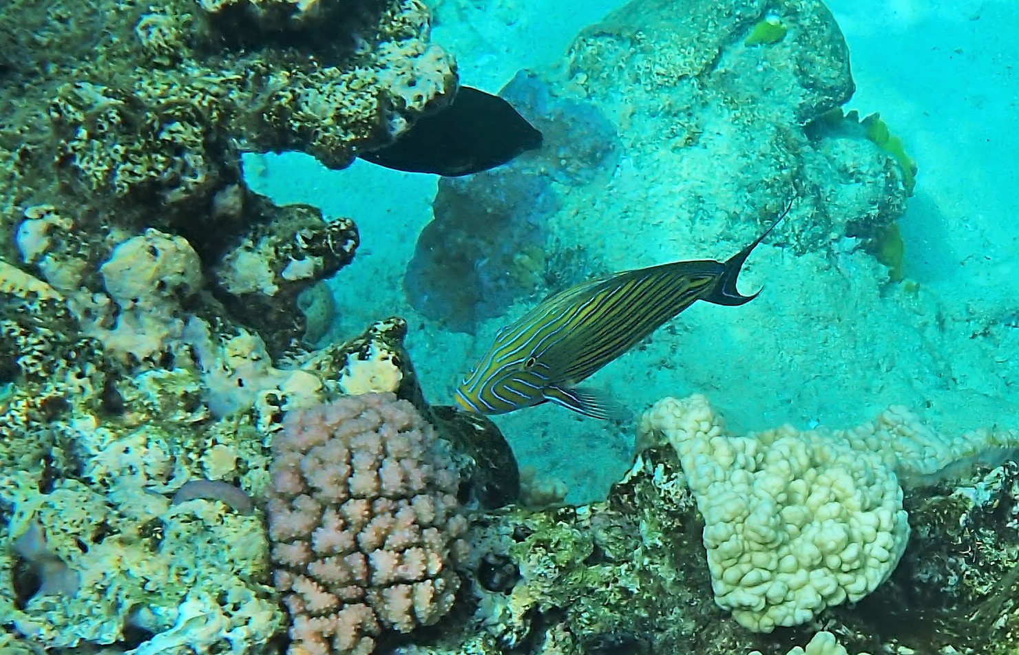 Fish on the Great Barrier Reef