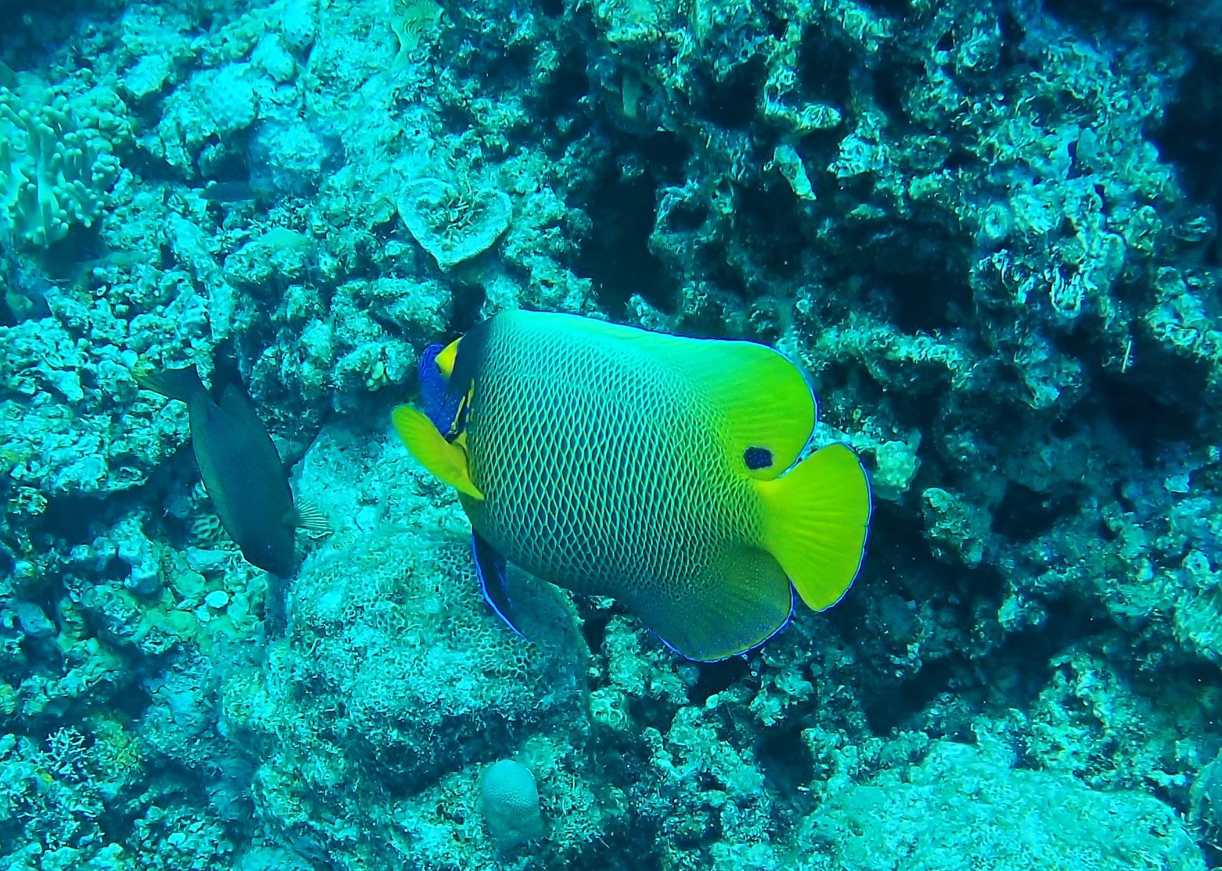 Butterfly Fish on the Great Barrier Reef
