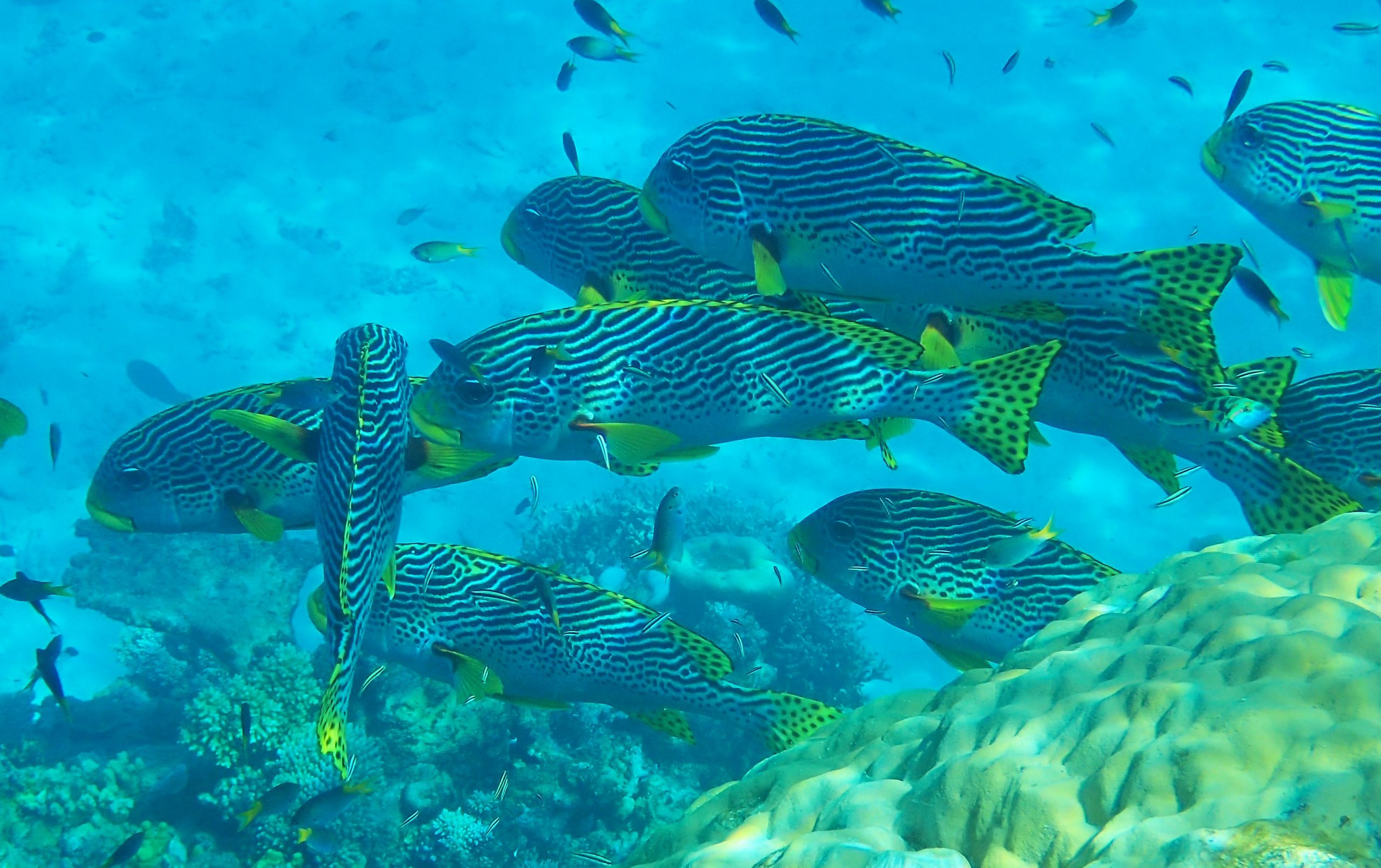 Sweetlips on the Great Barrier Reef