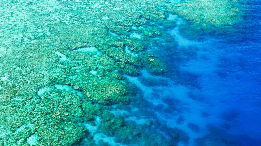Saxon Reef Great Barrier Reef Nov 2022
