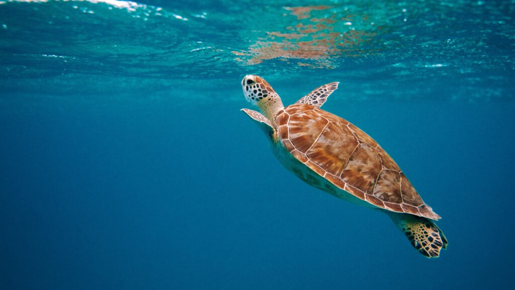 Marine turtle