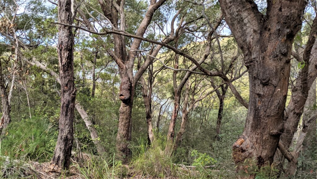 Australian dry forest