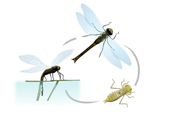 The life cycle illustration of a dragonfly
