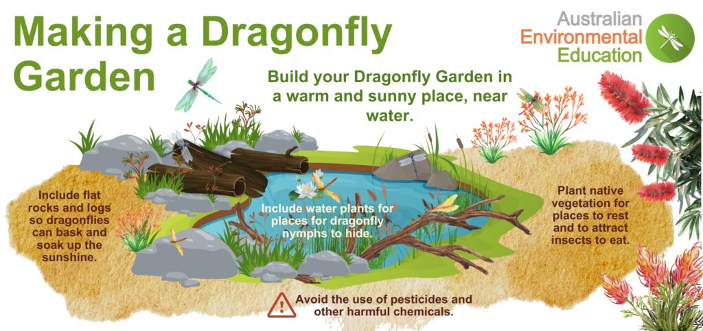 Dragonfly Garden infographic