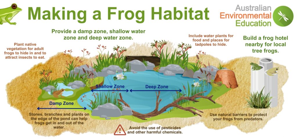How to make a frog habitat infographic