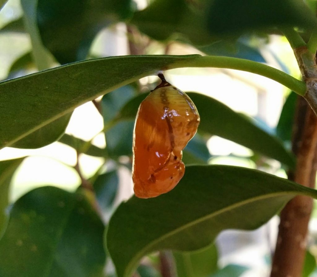 Oleander Butterfly Euploea core