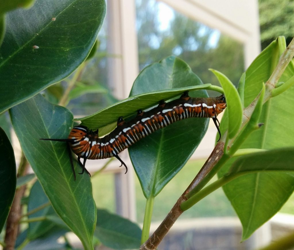 Oleander Butterfly Euploea core caterpillar eating fig leaves