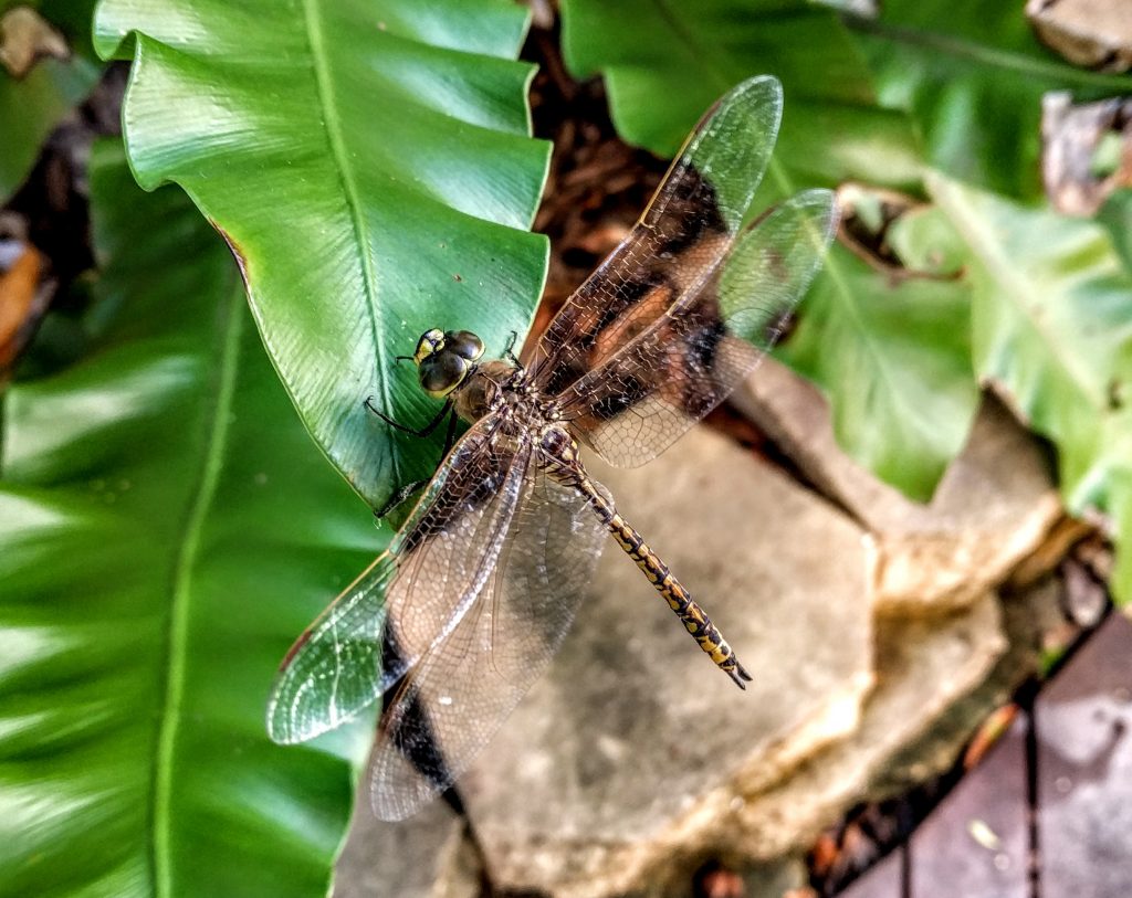 Dragonfly resting