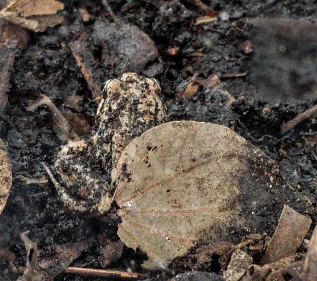 Striped Marsh Frog