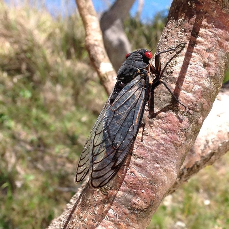 Cicadas Red Eye Cicada on tree