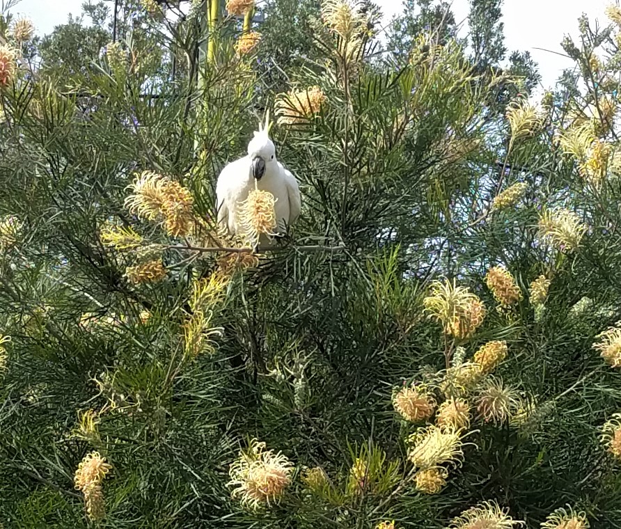 Sulphur Crested Cockatoo