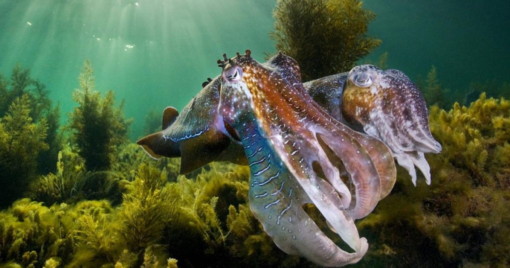 Giant Cuttlefish