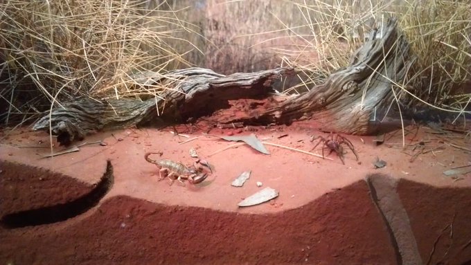 Desert Arachnid diorama