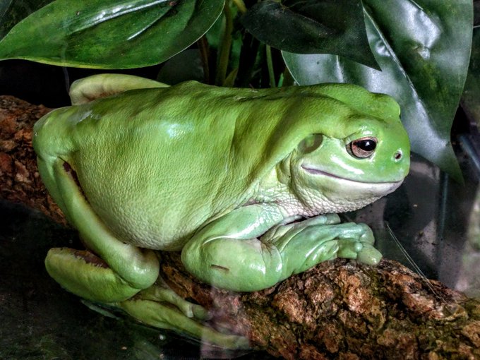 Large Green Tree Frog